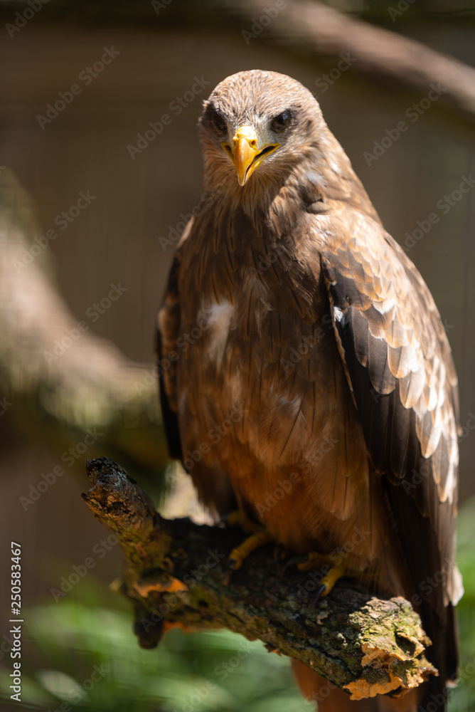 A portrait of a Yellow Billed Kite. A portrait of a Yellow Billed Kite.