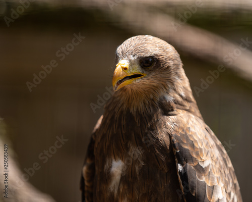 A portrait of a Yellow Billed Kite.