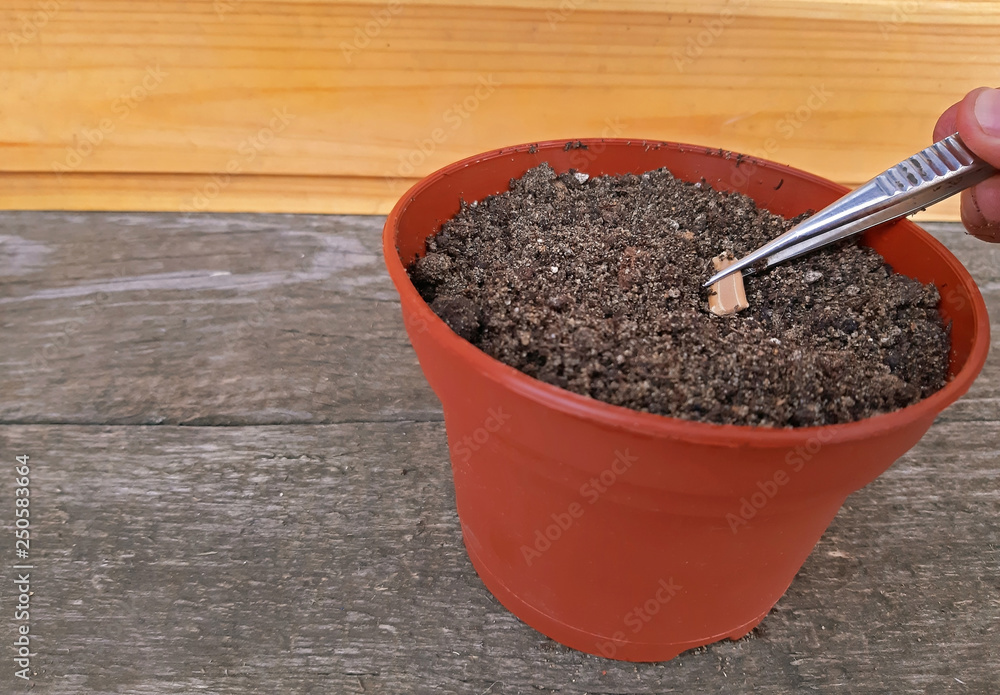Sowing a seed in potting soil with Copy space Sowing a seed in potting soil with Copy space