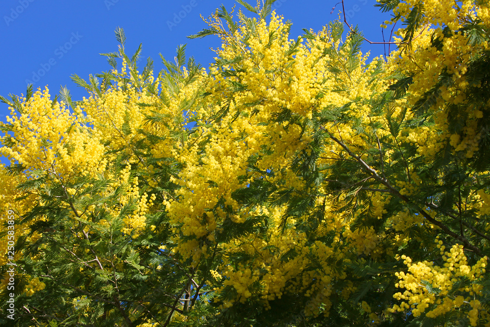 Yellow mimosa on a sunny day