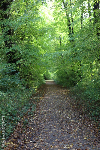 path nature