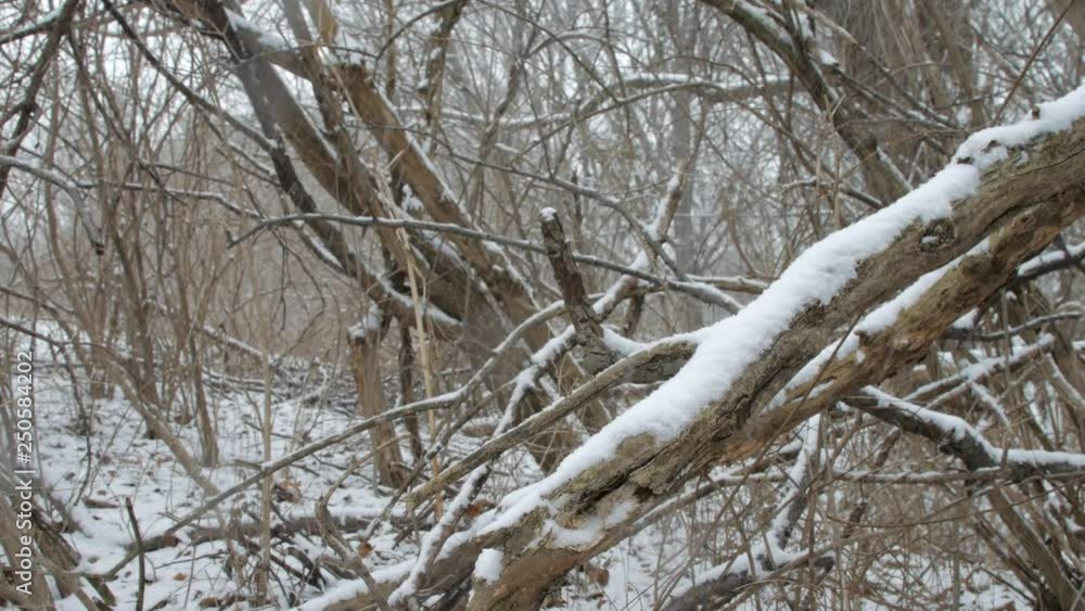 Branches and dead vines in snow fall Branches and dead vines in snow fall