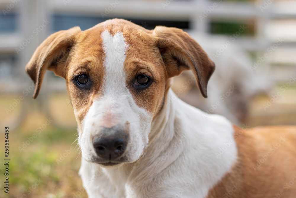 Young sad looking jack russel terrier puppy portrait although he was very happy Young sad looking jack russel terrier puppy portrait although he was very happy