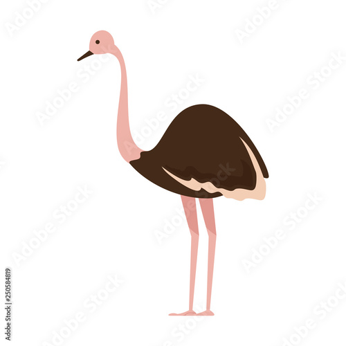 wild ostrich bird character