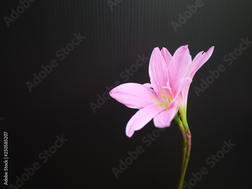 Pink rain lily flowers blooming on black background. Scientific name is Zephyranthes.