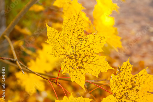Yellow maple foliage on a tree branch in autumn park.