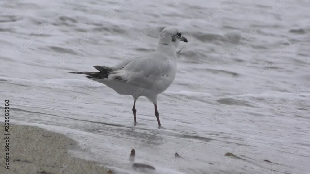 close view beautiful white seagull stands on beach wet sand drinks water from rolling foamy wave and runs away close view beautiful white seagull stands on beach wet sand drinks water from rolling foamy wave and runs away