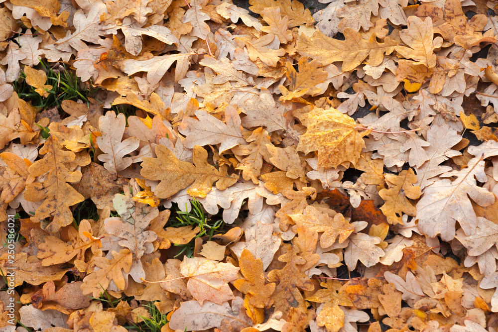 Wet fallen oak leaves with water drops on ground in forest.