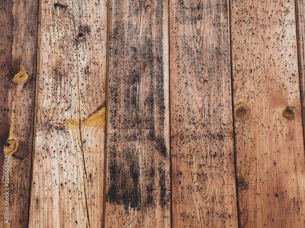 old wood board with some mold spots