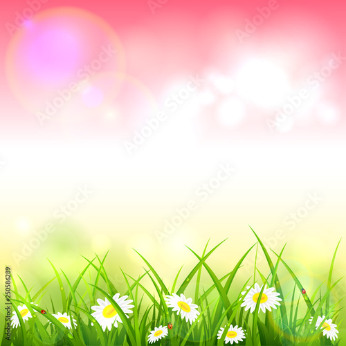 Pink Spring or Summer Nature Background with Grass and Flowers