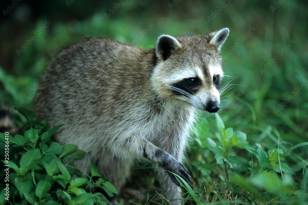 Obraz premium Racoon looking out of hollow tree, Everglades, Florida, USA, North 