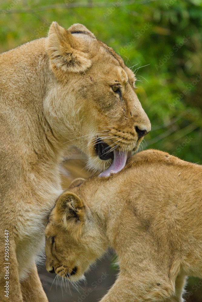 Löwe (Panthera leo) Löwe (Panthera leo)