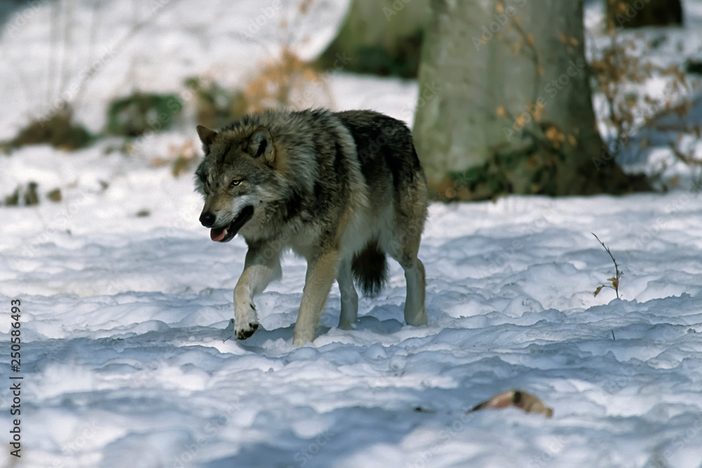 Fototapeta premium European gray wolf (Canis lupus lupus)