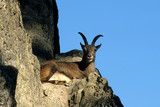 Alpine ibex (Capra ibex), standing on rock ledge