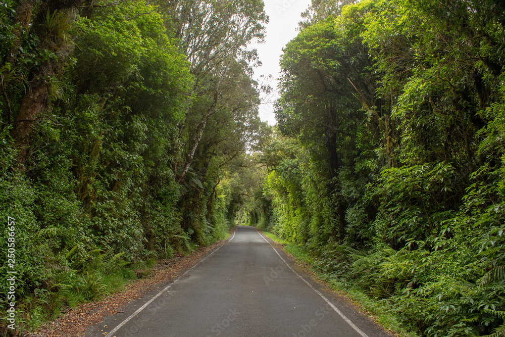 Road to Mount Taranaki Continued