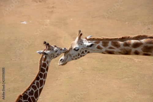 Photography Giraffe love