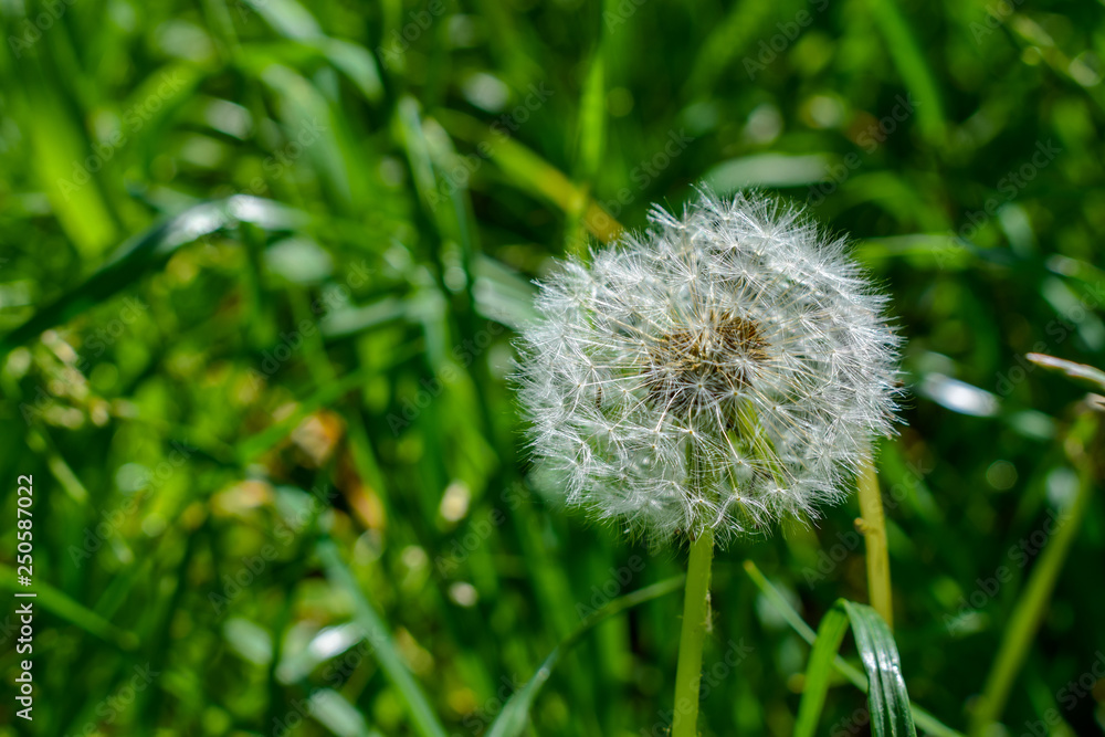 Fototapeta premium Beautiful dandelion seeds in the green grass