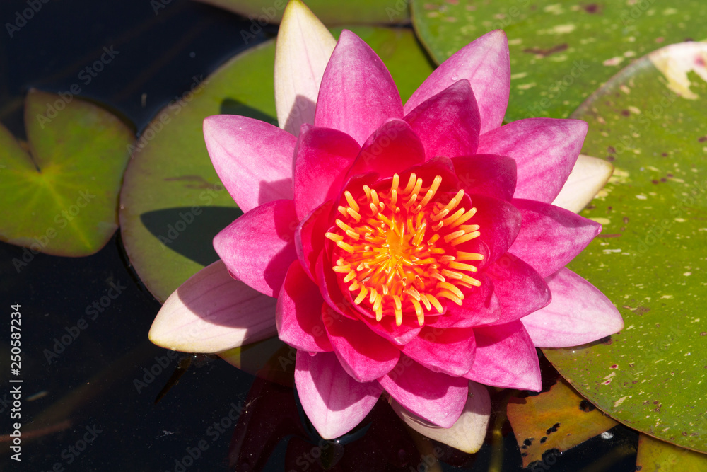 beautiful pink waterlily or lotus flower in pond for text or decorative artwork beautiful pink waterlily or lotus flower in pond for text or decorative artwork