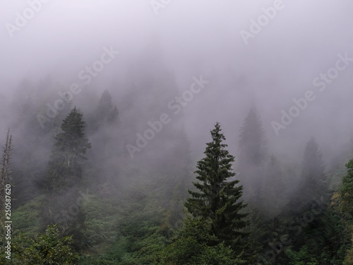 trees on mountain with mist