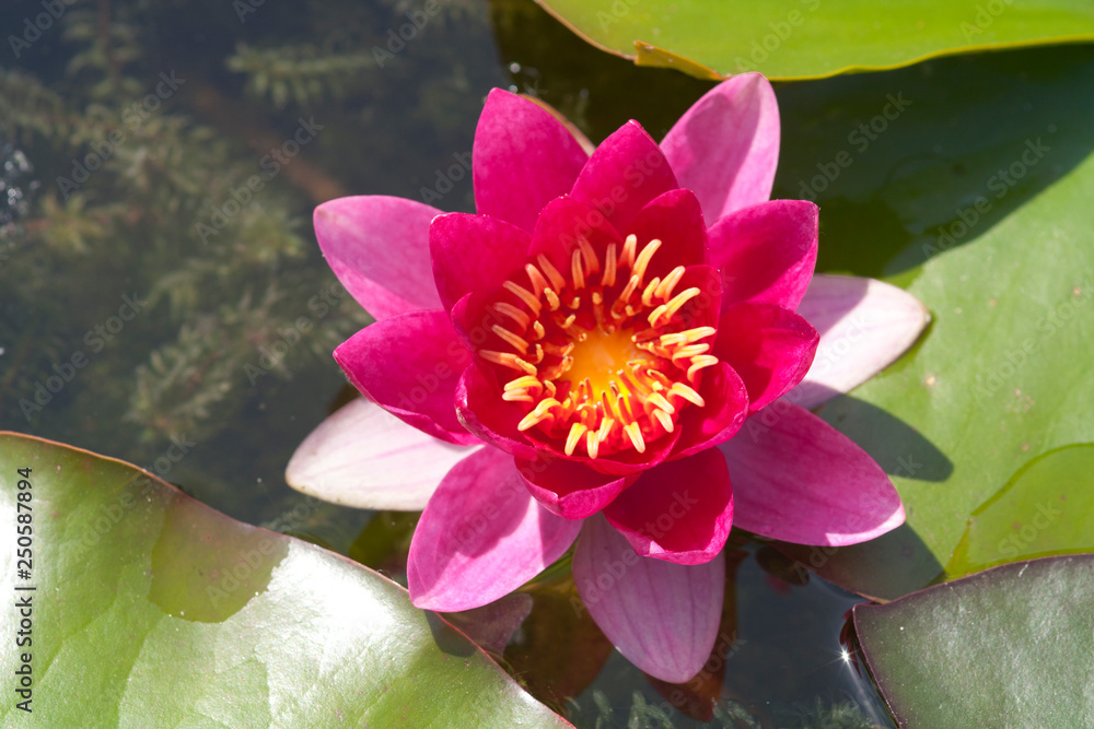 beautiful pink waterlily or lotus flower in pond for text or decorative artwork beautiful pink waterlily or lotus flower in pond for text or decorative artwork