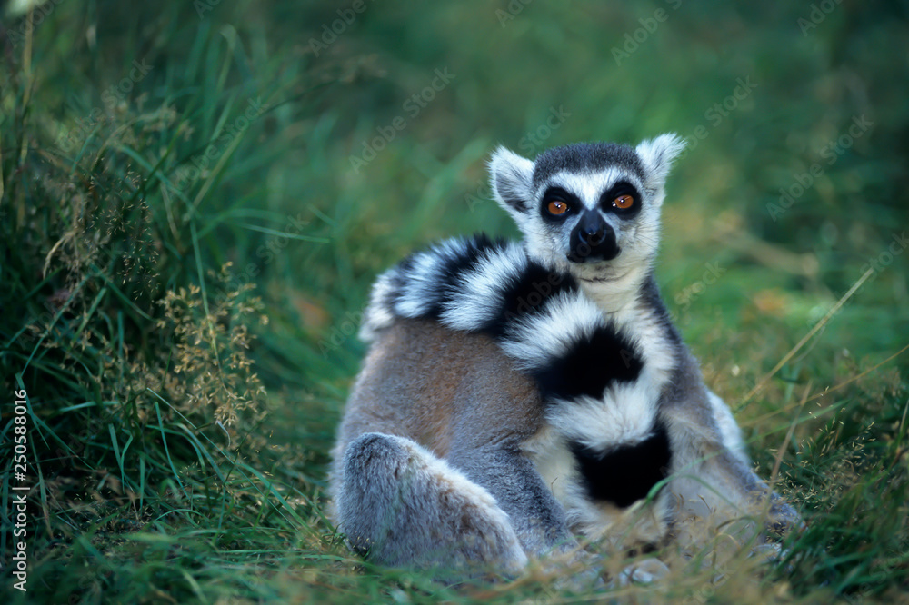Fototapeta premium Ring-tailed lemurs (Lemur catta), found in Madagascar, Africa, 