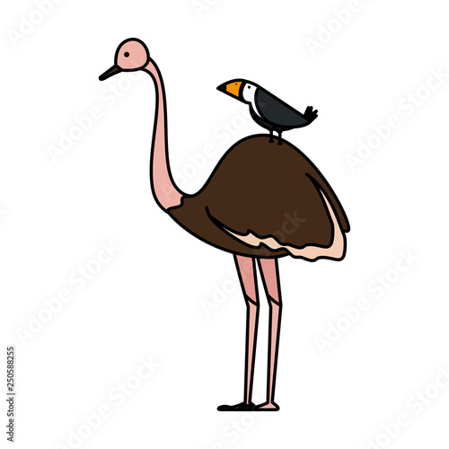 wild ostrich bird character
