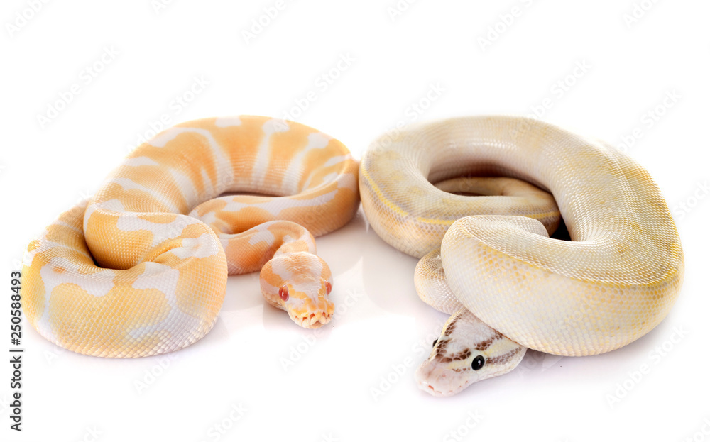 Fototapeta premium royal pythons in studio