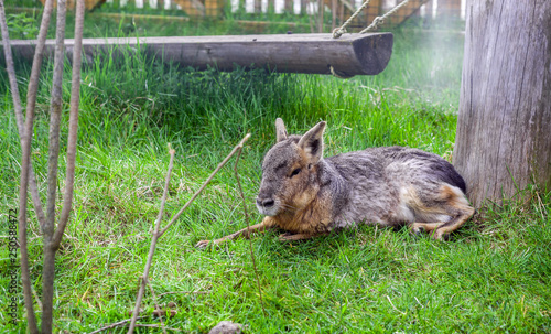 Patagonian Mara (Dolichotis patagonum) in green grass photo