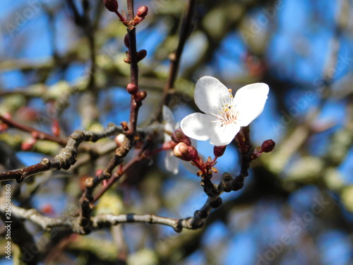 First apricot blossom close up background