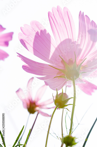 Beautiful pink cosmos flowers background.