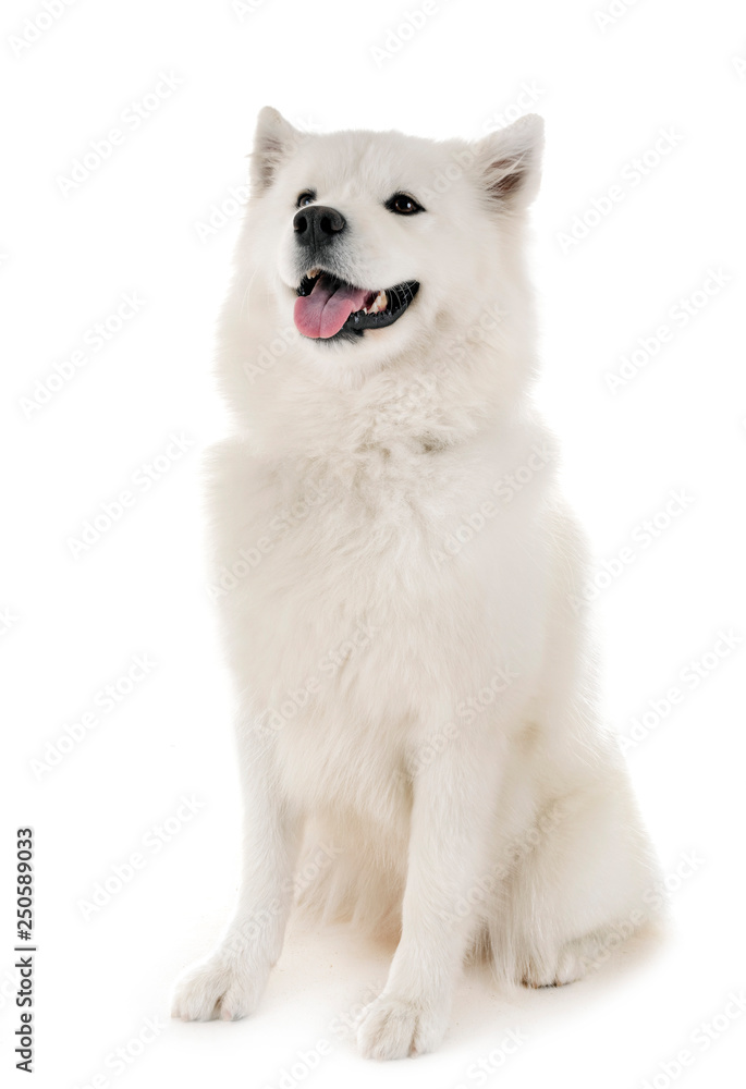 Samoyed dog in studio