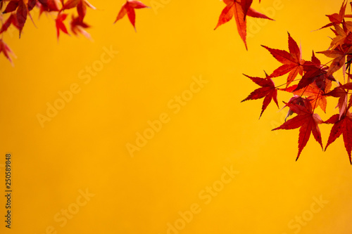 red meple leaf agin a yellow backgound. copy space ready.