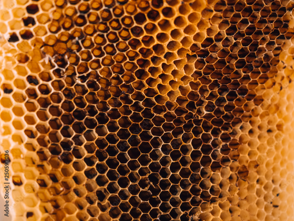 Beehive Honeycomb Nature Texture close up Beehive Honeycomb Nature Texture close up