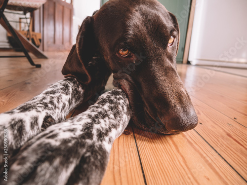 Fotografie Dog resting at home on wooden floor