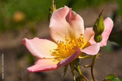 crimson flower (rosa woodsii) in close-up photo