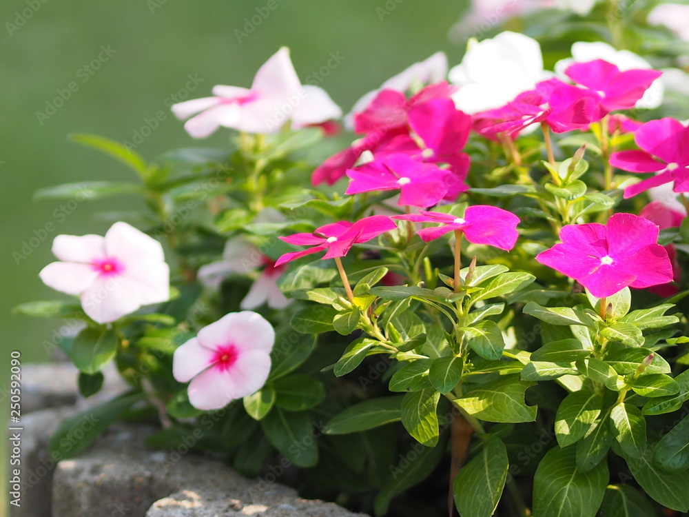 Pink and white flower on blur background Watercress Madagasca or Rose Periwinkle Catharanthus roseus beautiful in the park Pink and white flower on blur background Watercress Madagasca or Rose Periwinkle Catharanthus roseus beautiful in the park