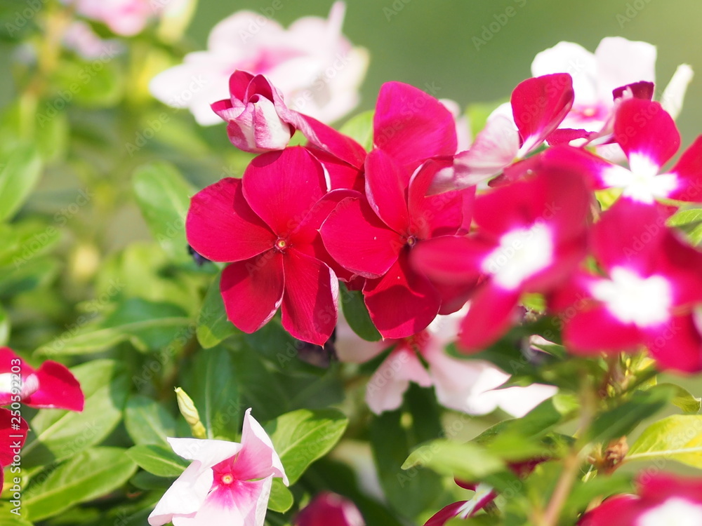 Pink and white flower on blur background Watercress Madagasca or Rose Periwinkle Catharanthus roseus beautiful in the park Pink and white flower on blur background Watercress Madagasca or Rose Periwinkle Catharanthus roseus beautiful in the park