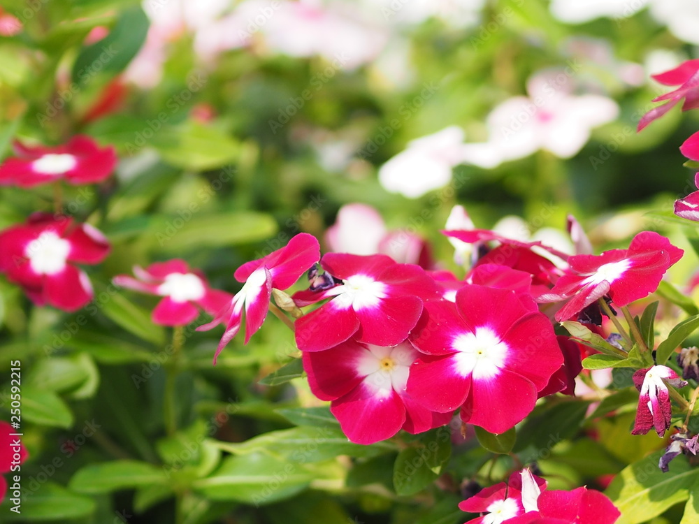 Pink and white flower on blur background Watercress Madagasca or Rose Periwinkle Catharanthus roseus beautiful in the park Pink and white flower on blur background Watercress Madagasca or Rose Periwinkle Catharanthus roseus beautiful in the park