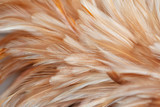 Fluffy chicken feathers in soft style for background, Postcard, wallpaper and art design