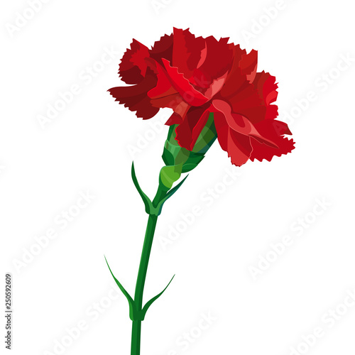 Red carnation flower.  Isolated on white. Collection for Mother's Day, victory day