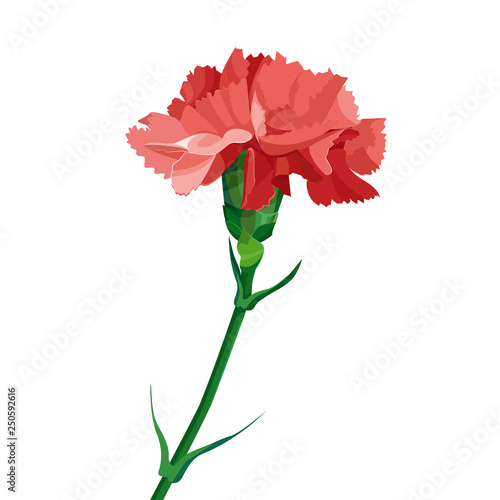 Red carnation flower.  Isolated on white. Collection for Mother's Day, victory day