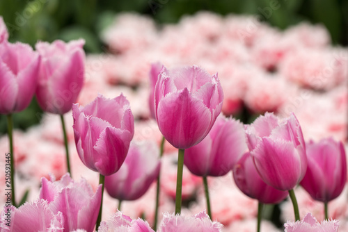 pink tulips flowers blooming in a garden photo