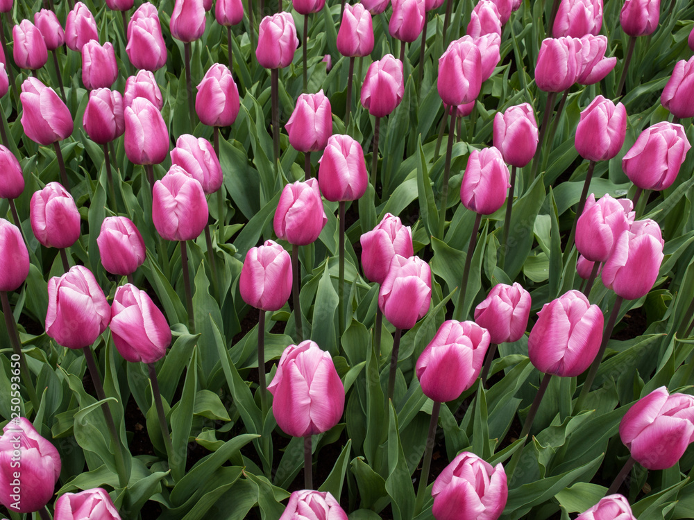 violet tulips flowers blooming in a garden violet tulips flowers blooming in a garden