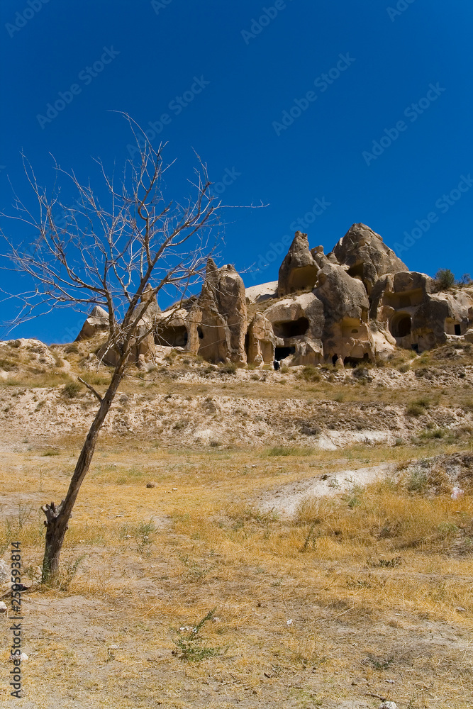 Dried tree on a background of caves in the rock.