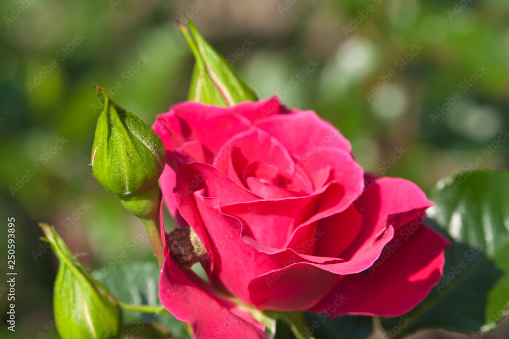 Roses in the garden, Roses are beautiful with a beautiful sunny day Roses in the garden, Roses are beautiful with a beautiful sunny day
