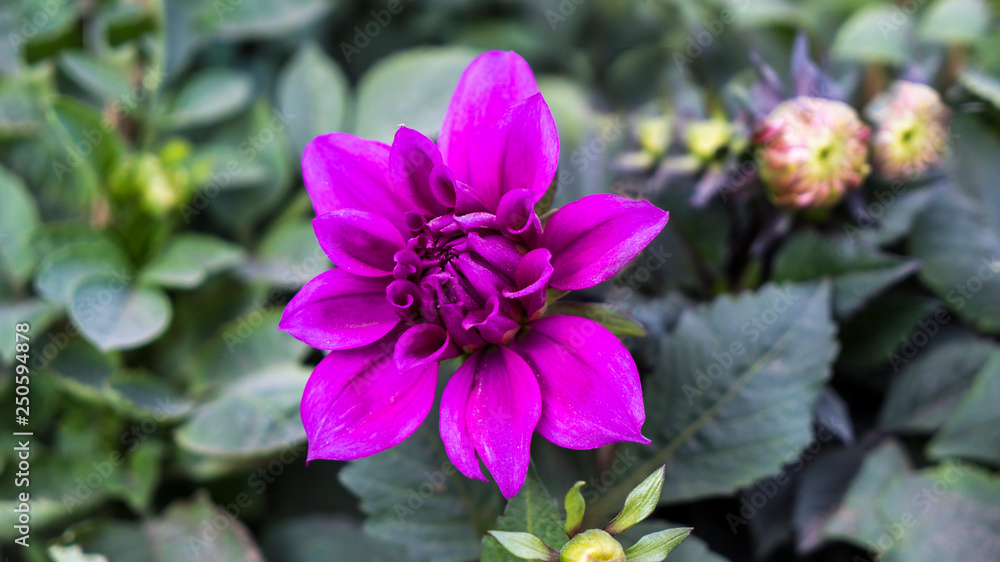 Voilet Dahlia Flower Voilet Dahlia Flower