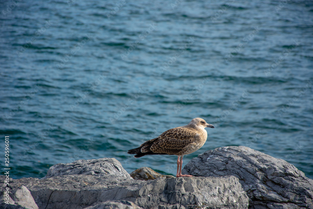 The seagull standing on the rock and looking to the sea The seagull standing on the rock and looking to the sea