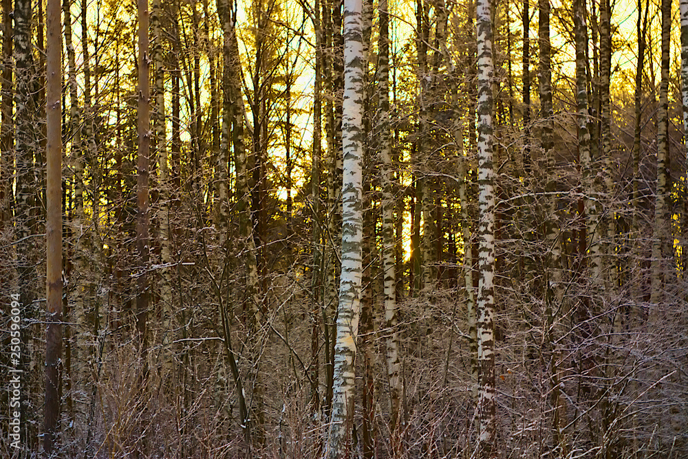 Fototapeta premium Winter forest at sunset.