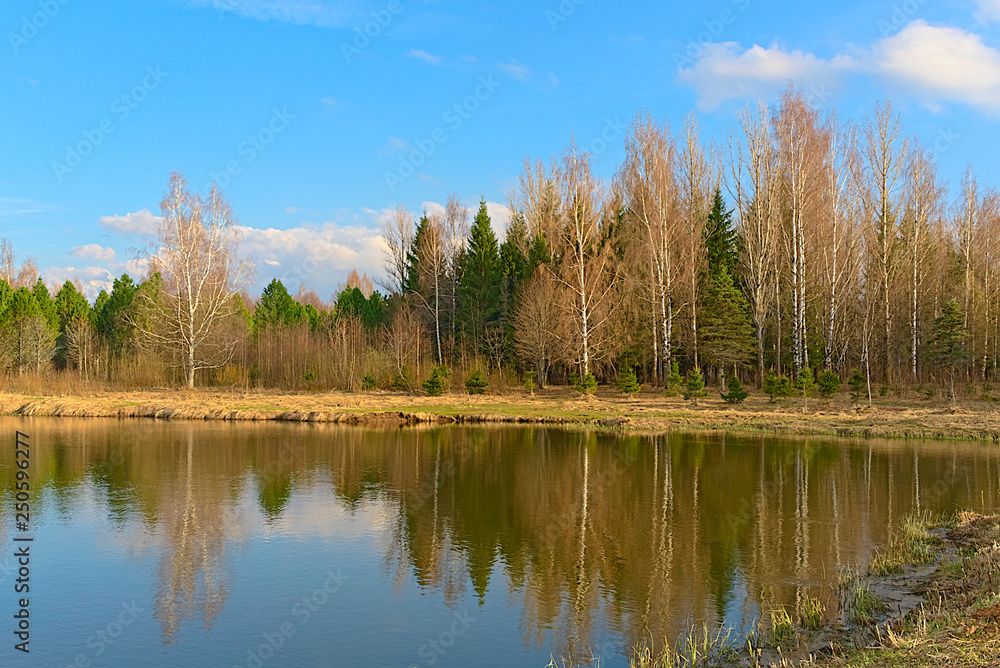 Forest on the lake in early spring. Kostroma, Russia.
