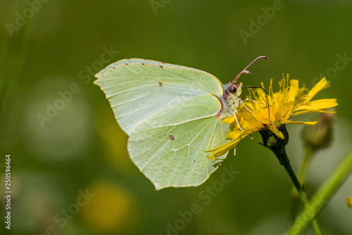 Close up of a Brimstone butterfly sitting on a yellow flower © Magnus